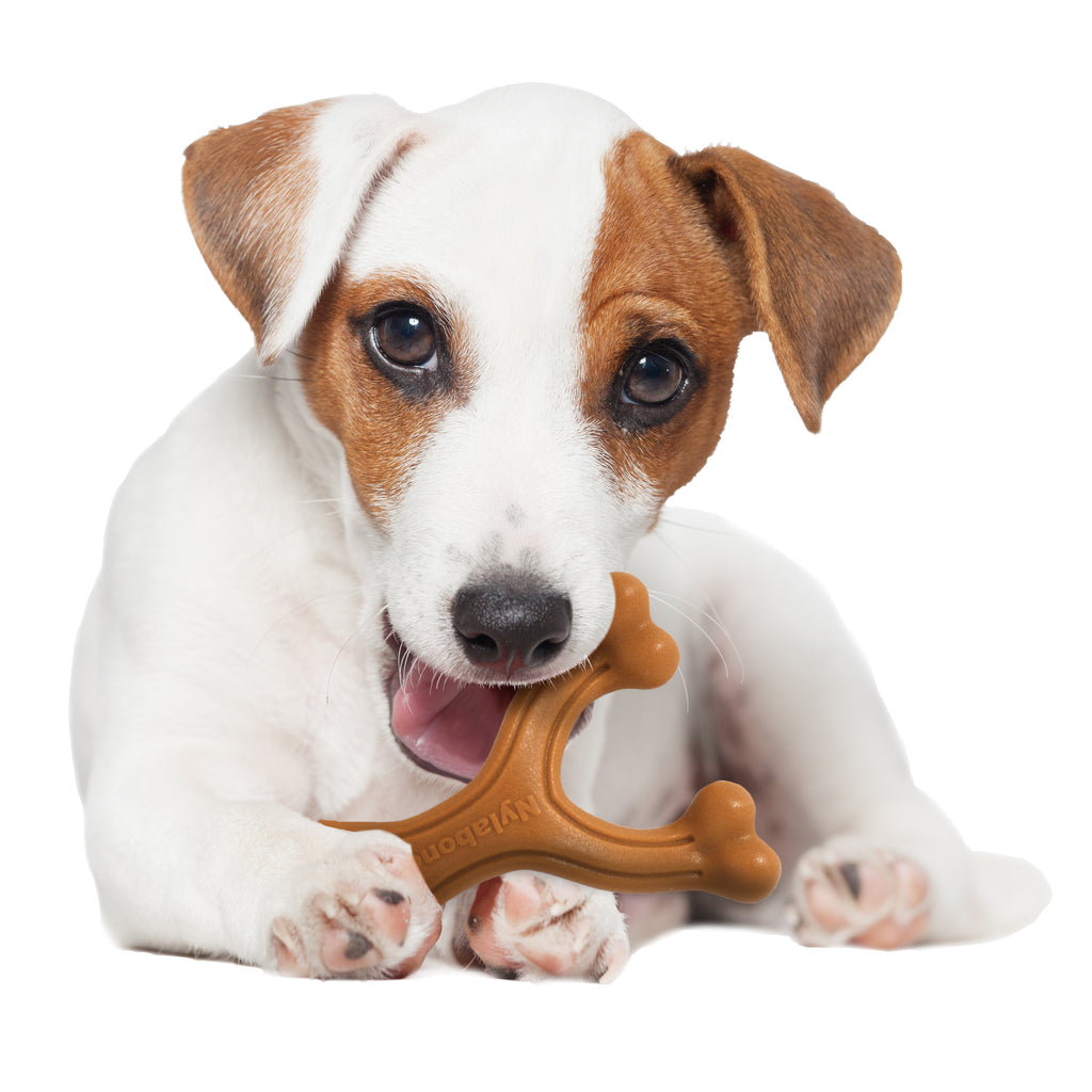 Bison Wishbone Dog Toy C211937