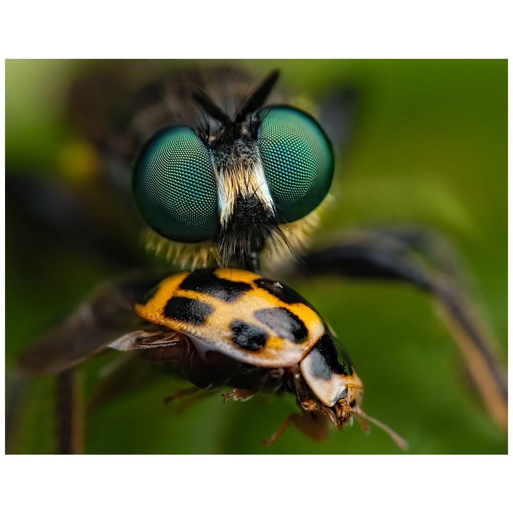 Close-Up Lens O8736