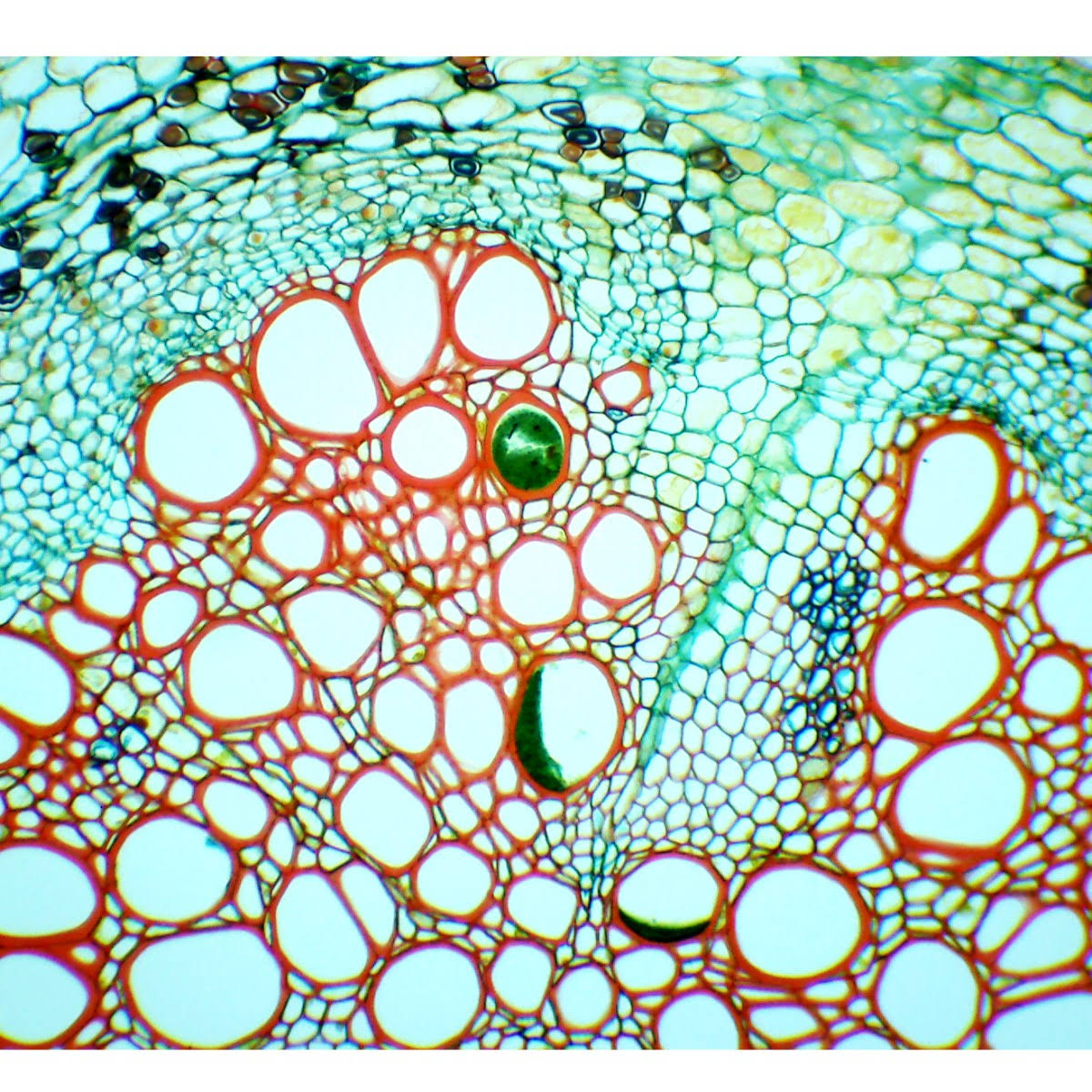 40X-2500X Binocular Compound Microscope with 3.0MP USB Camera U773